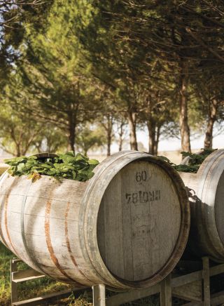 Barrels in Lowe Wines - Mudgee, Country NSW