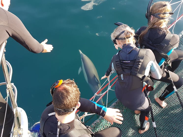 Guests sit in a net waiting to be lowered  into the water to swim with wild dolphins, Port Stephens